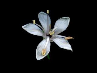 Img.VTax2191.ExN.Img11