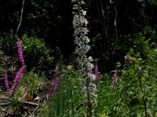 Img.VTax2191.ExN.Img17