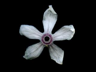 Img.VTax2191.ExN.Img19