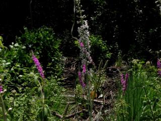 Img.VTax2191.ExN.Img3
