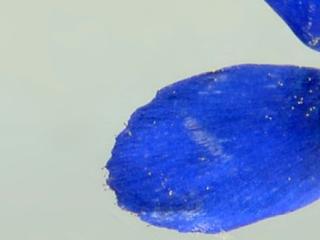 Img.VTax2196.ExN.Img10