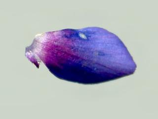 Img.VTax2196.ExN.Img11