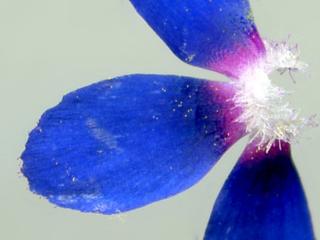 Img.VTax2196.ExN.Img8