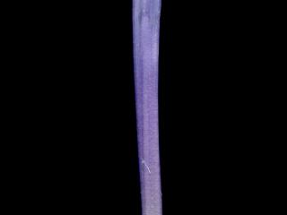 Img.VTax2202.ExN.Img4