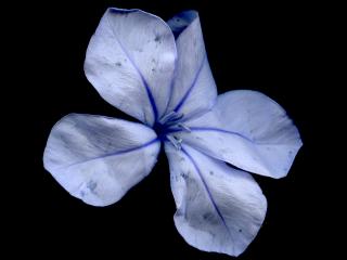 Img.VTax2202.ExN.Img5