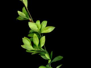 Img.VTax2202.ExN.Img9