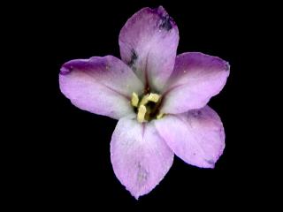 Img.VTax2206.ExN.Img4