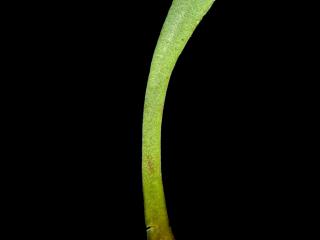 Img.VTax2216.ExN.Img7