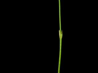 Img.VTax2253.ExN.Img8