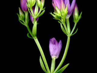 Img.VTax2267.ExN.Img1