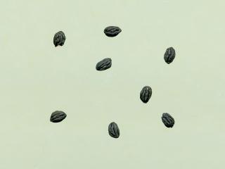 Img.VTax2279.ExN.Img1