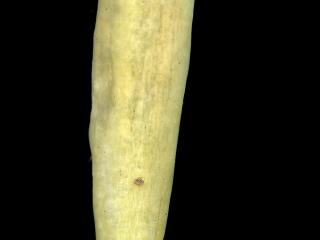 Img.VTax2279.ExN.Img4