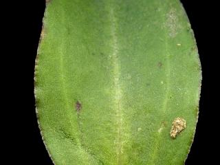 Img.VTax2279.ExN.Img5