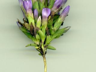 Img.VTax2283.ExN.Img3