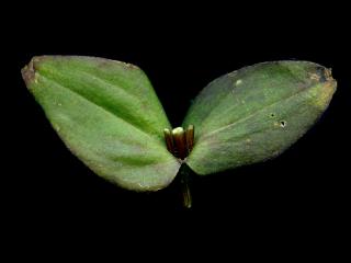 Img.VTax2283.ExN.Img8