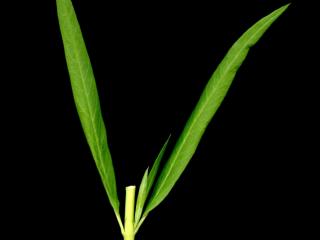 Img.VTax2291.ExN.Img11
