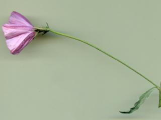 Img.VTax2308.ExN.Img4