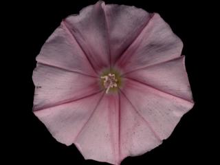 Img.VTax2308.ExN.Img8