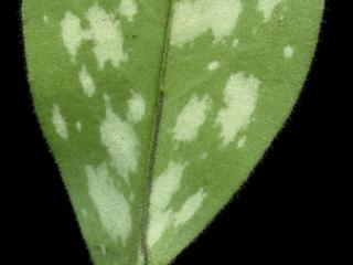 Img.VTax2346.ExN.Img2