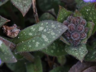 Img.VTax2347.ExN.Img4