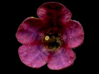 Img.VTax2347.ExN.Img9