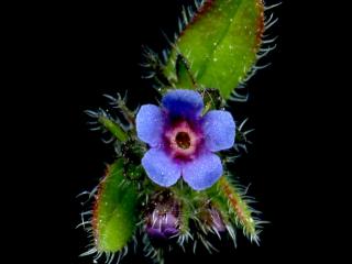 Img.VTax2356.ExN.Img10
