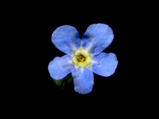 Img.VTax2373.ExN.Img12