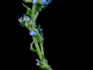Img.VTax2374.ExN.Img8