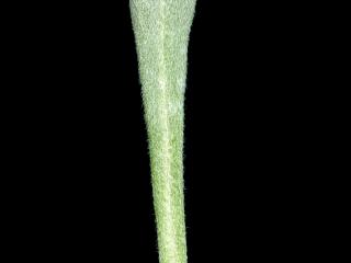 Img.VTax2375.ExN.Img4