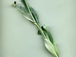 Img.VTax2375.ExN.Img7