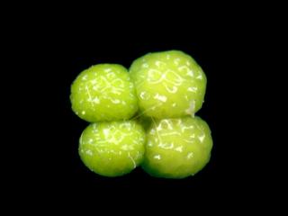 Img.VTax2384.ExN.Img1