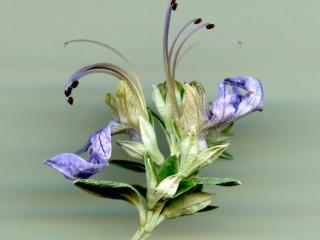 Img.VTax2385.ExN.Img1