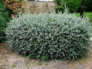 Img.VTax2385.ExN.Img9