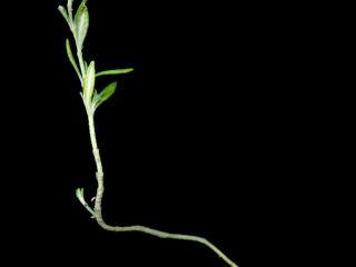 Img.VTax2386.ExN.Img9