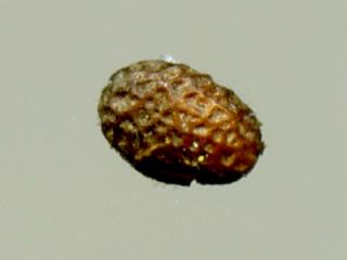 Img.VTax2400.ExN.Img4