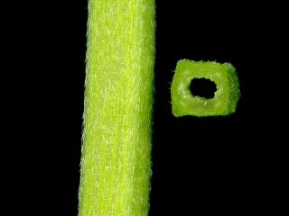 Img.VTax2432.ExN.Img11