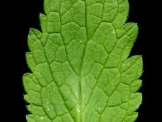 Img.VTax2432.ExN.Img9