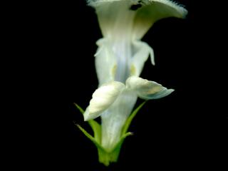 Img.VTax2434.ExN.Img1