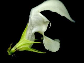 Img.VTax2434.ExN.Img6
