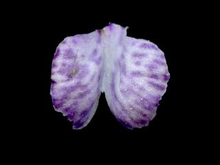 Img.VTax2435.ExN.Img11