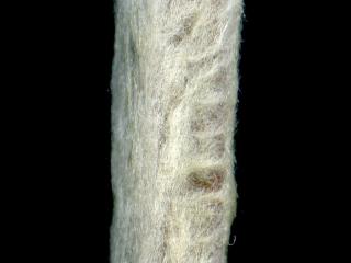 Img.VTax2439.ExN.Img3
