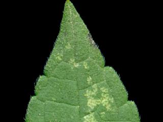 Img.VTax2443.ExN.Img11