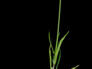 Img.VTax2523.ExN.Img4
