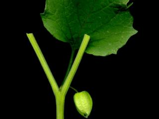 Img.VTax2554.ExN.Img12