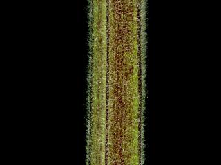 Img.VTax2554.ExN.Img13