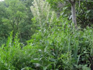 Img.VTax2588.ExN.Img23