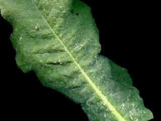 Img.VTax2589.ExN.Img16