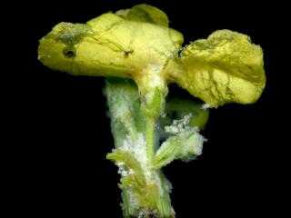 Img.VTax2589.ExN.Img8