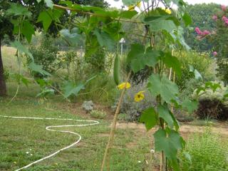 Img.VTax2933.ExN.Img3
