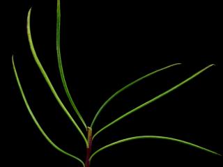Img.VTax3182.ExN.Img7